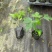 大青红肉水果木瓜苗木基地直发量大从优可视频看货对接全国