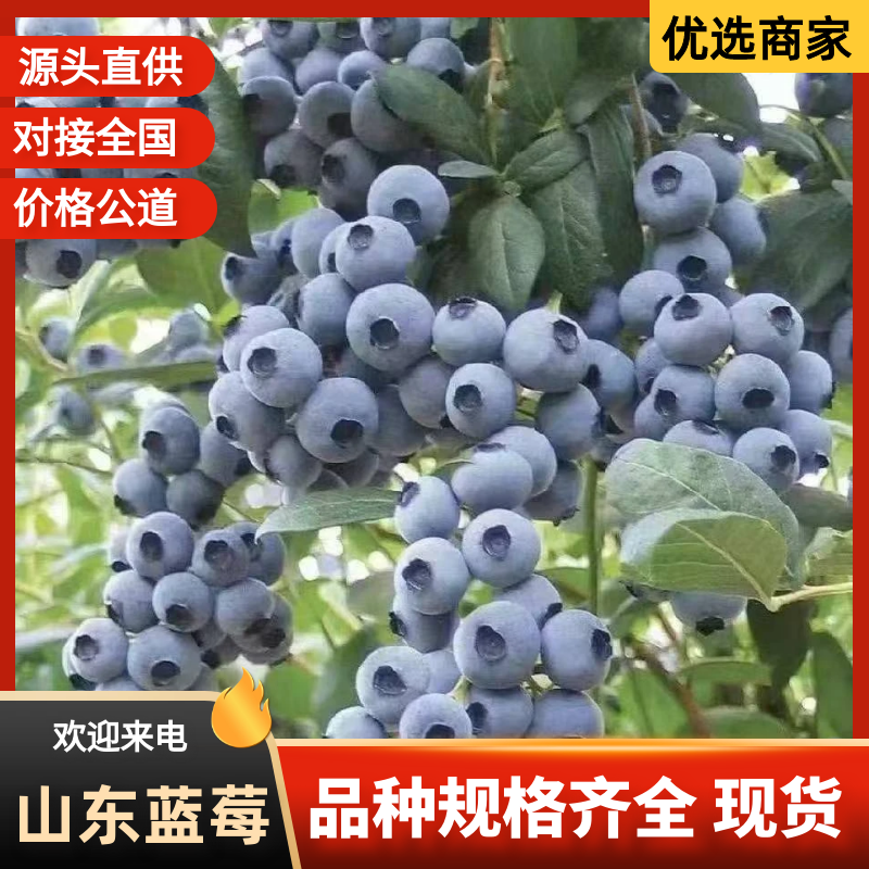 山东蓝莓批发精品L25F6L11优瑞卡云雀等