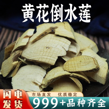 观音串中药材黄花倒水莲非野生黄花吊水莲干货大片批发