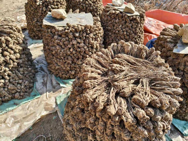 【正品保障】当归产地直发甘肃陇南现挖现卖货源充足