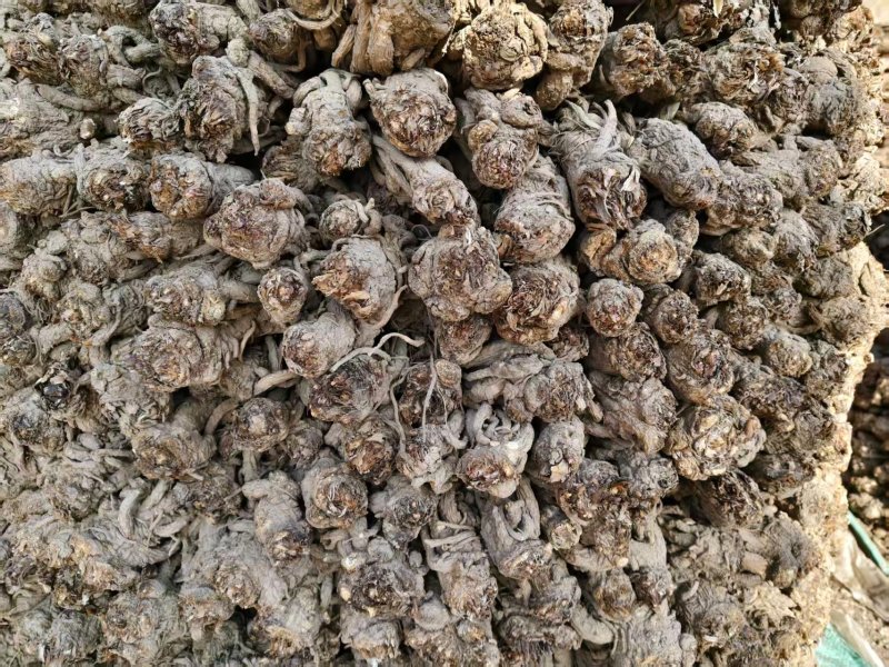 【正品保障】当归产地直发甘肃陇南现挖现卖货源充足