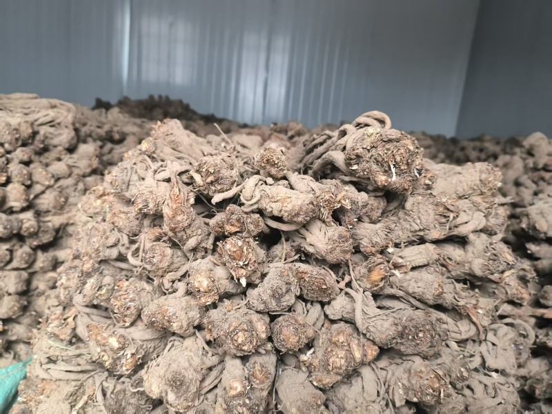 【正品保障】当归产地直发甘肃陇南现挖现卖货源充足