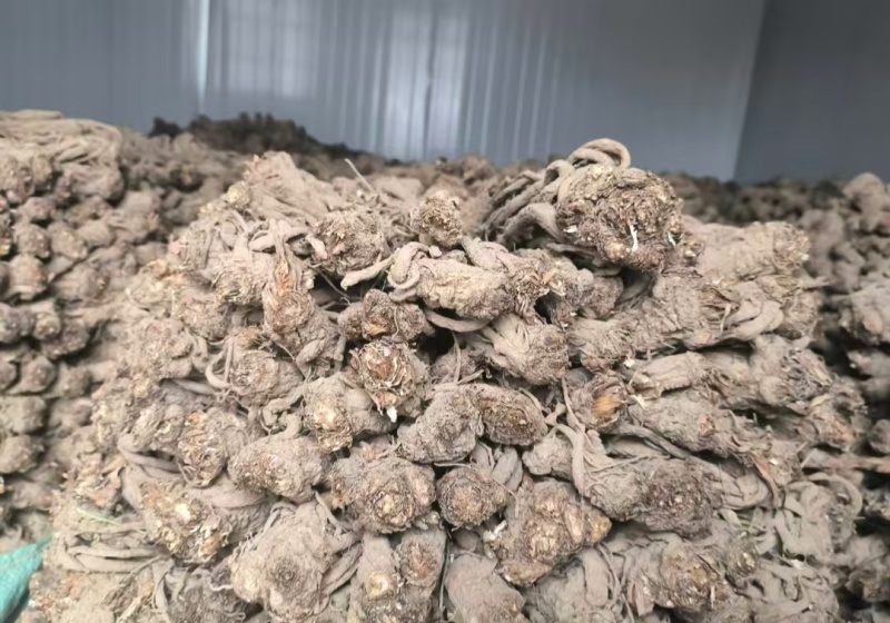 【正品保障】当归产地直发甘肃陇南现挖现卖货源充足