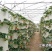 育苗基质栽培基质花卉营养土80L蔬菜瓜果草莓林木通用型