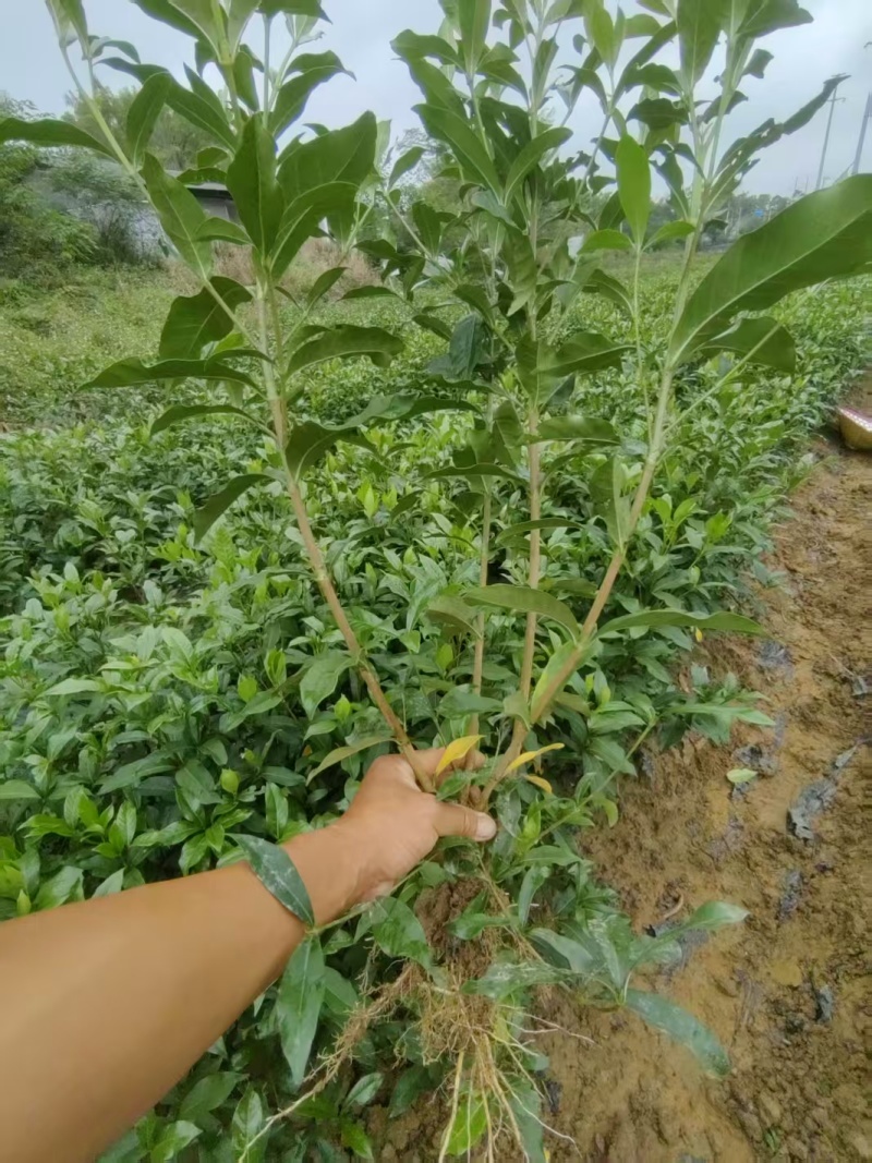 栀子苗，对接全国老板，量大可议价，欢迎联系，保质保量