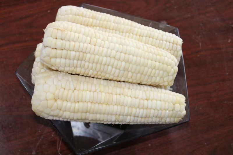 东北糯玉米白糯玉米棒低温保鲜价格实惠口感好欢迎老板联系