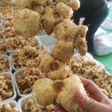 新鲜黄精，大量供应，健康美味，品质保证，速来选购！