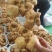 新鲜黄精，大量供应，健康美味，品质保证，速来选购！