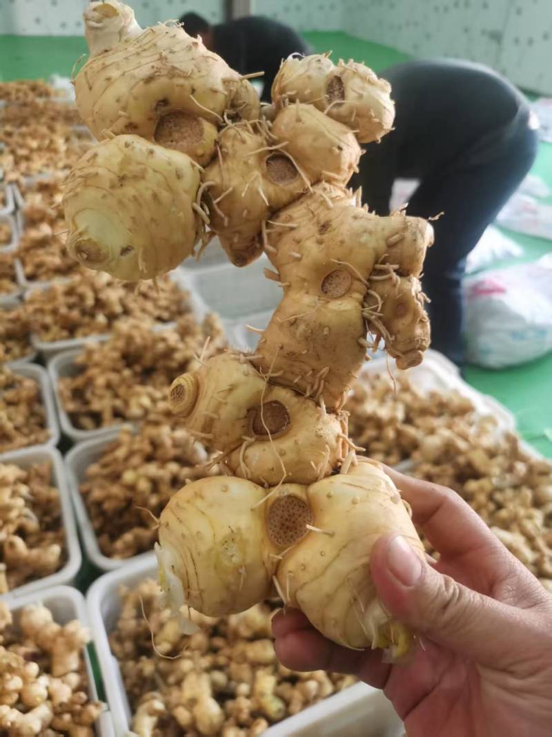 新鲜黄精，大量供应，健康美味，品质保证，速来选购！