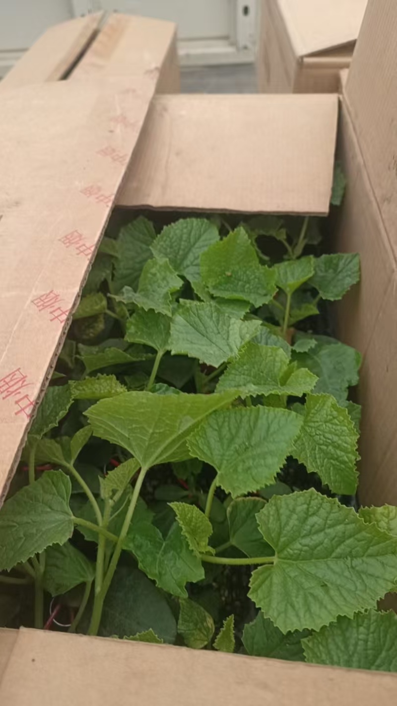 甜瓜苗绿宝甜瓜苗易成活价格实惠规格品种齐全欢迎老板联系