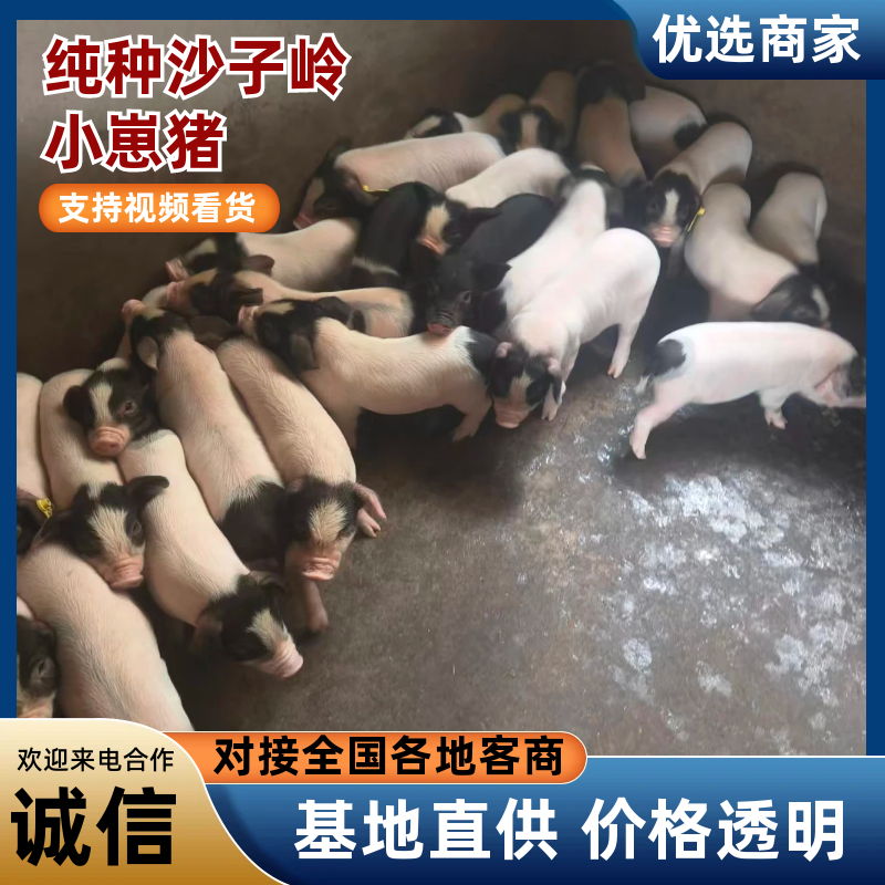 小猪崽，纯种的沙子岭土猪，二元的巴沙黑猪