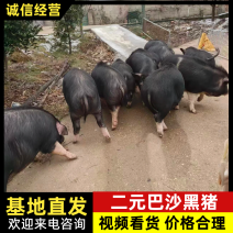 巴沙黑猪，母本是纯种的沙子岭猪，父本是巴克夏猪。