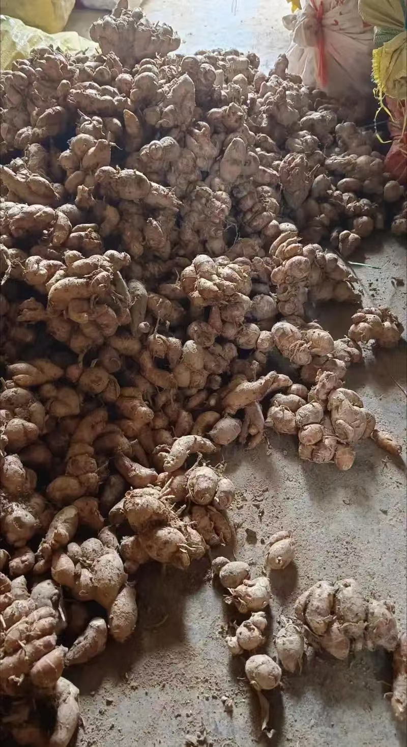 沙姜优选品质全国发货质量保证协助装车进店咨询