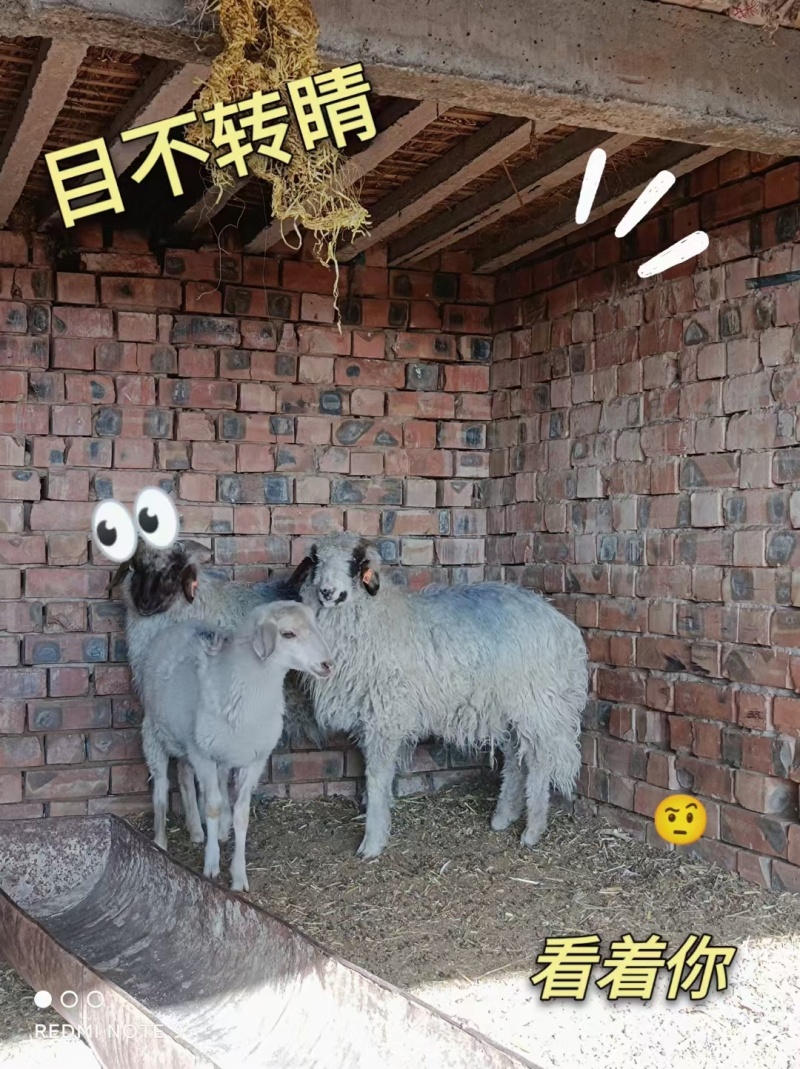 白条羊肉【盐池滩羊】支持视频看货，可发往全国市场！