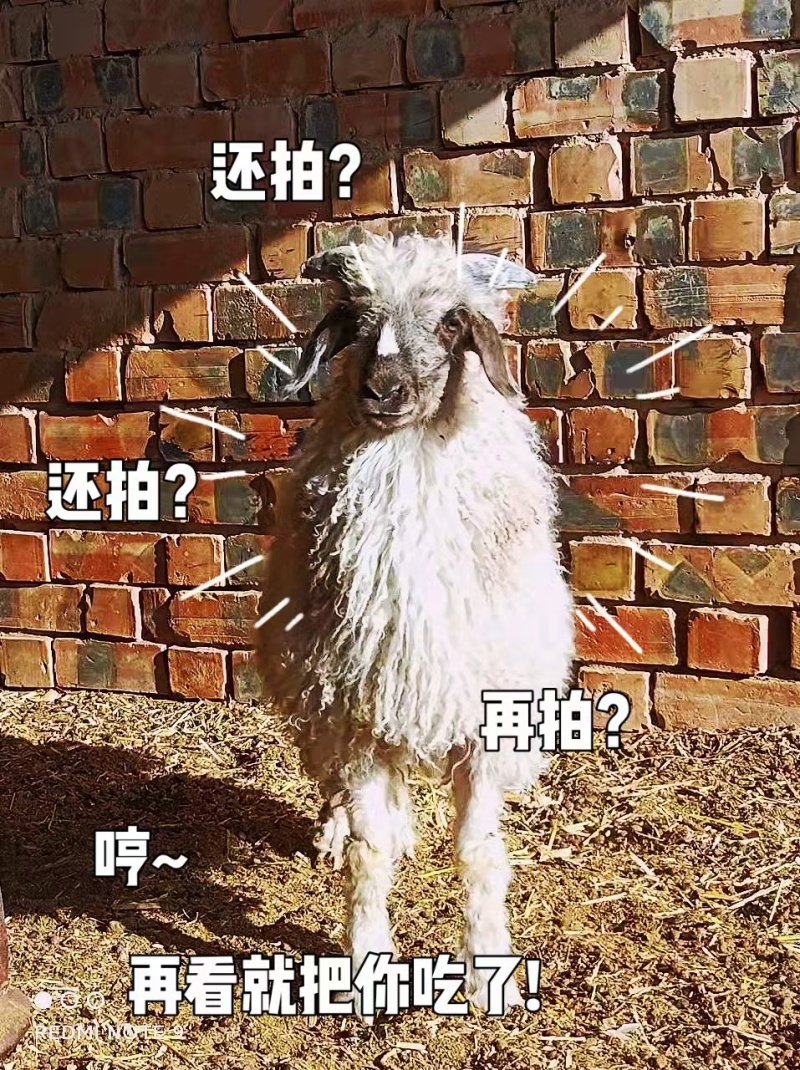 白条羊肉【盐池滩羊】支持视频看货，可发往全国市场！