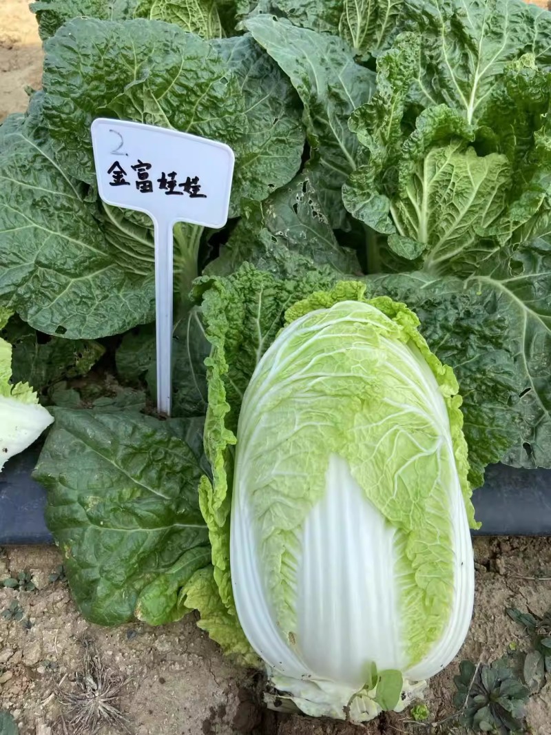 金富娃娃菜白菜种子外叶翠绿内叶嫩黄口感好2000粒/袋