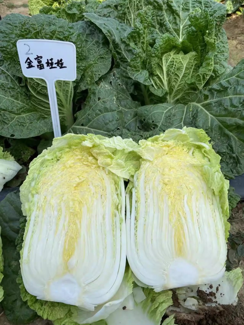 金富娃娃菜白菜种子外叶翠绿内叶嫩黄口感好2000粒/袋