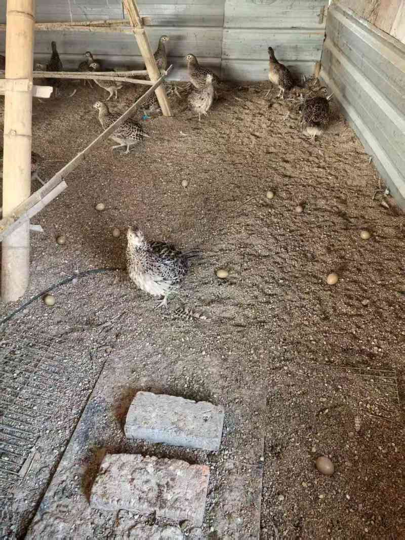 七彩山鸡蛋基地直供，量大从优，价格可谈可视频看货