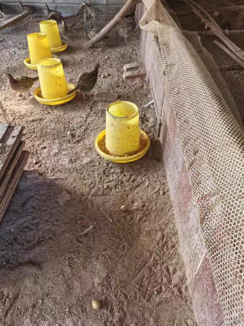 七彩山鸡蛋基地直供，量大从优，价格可谈可视频看货