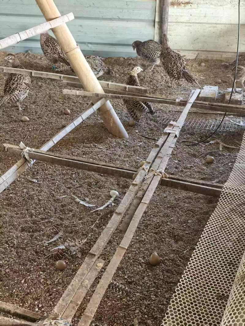 七彩山鸡蛋基地直供，量大从优，价格可谈可视频看货