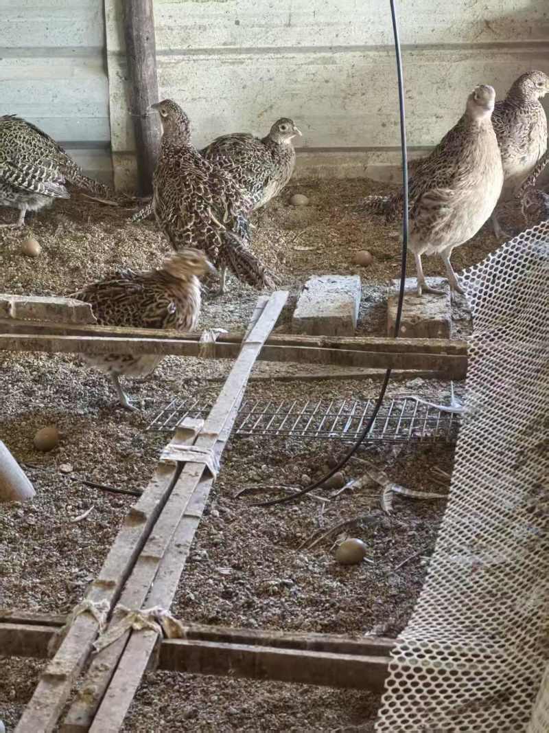 七彩山鸡蛋基地直供，量大从优，价格可谈可视频看货
