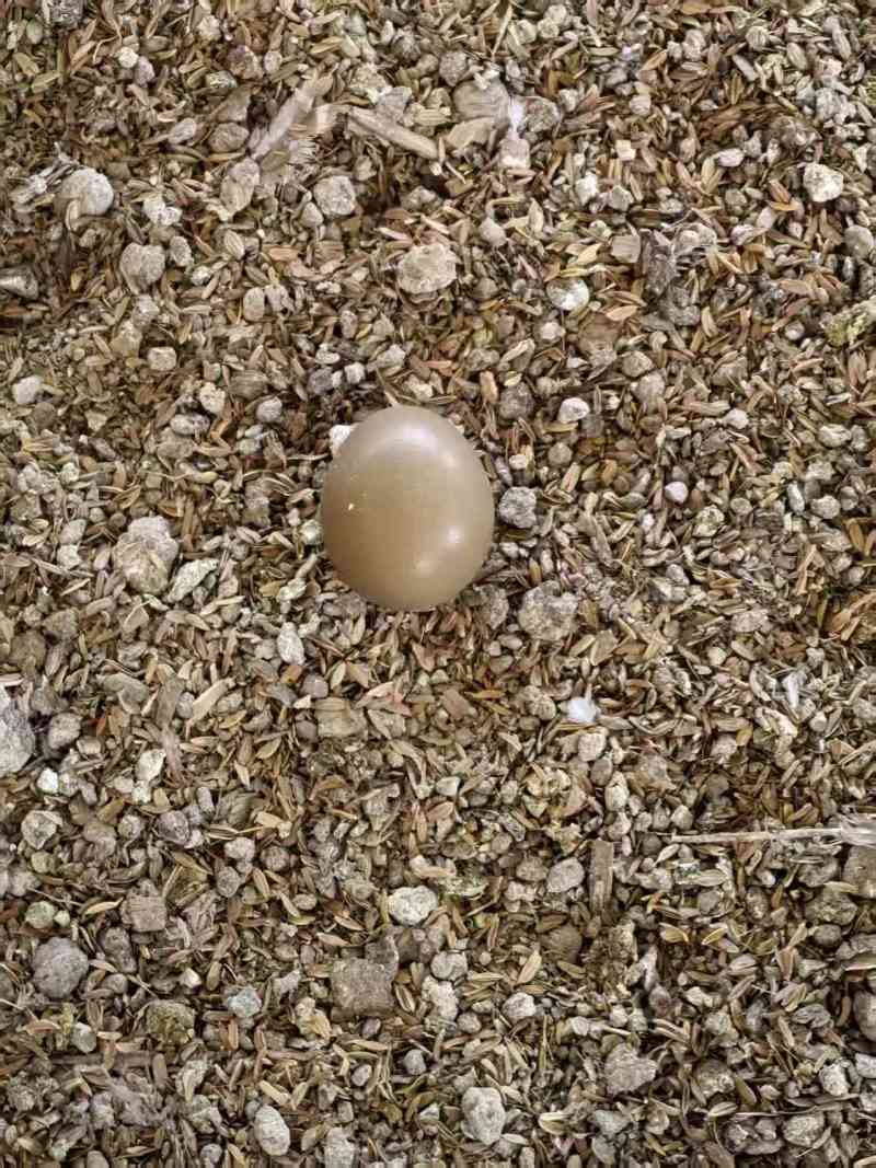 七彩山鸡蛋基地直供，量大从优，价格可谈可视频看货