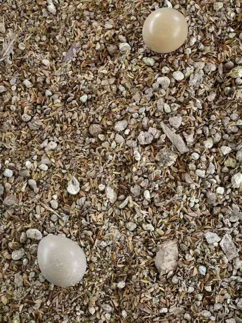 七彩山鸡蛋基地直供，量大从优，价格可谈可视频看货