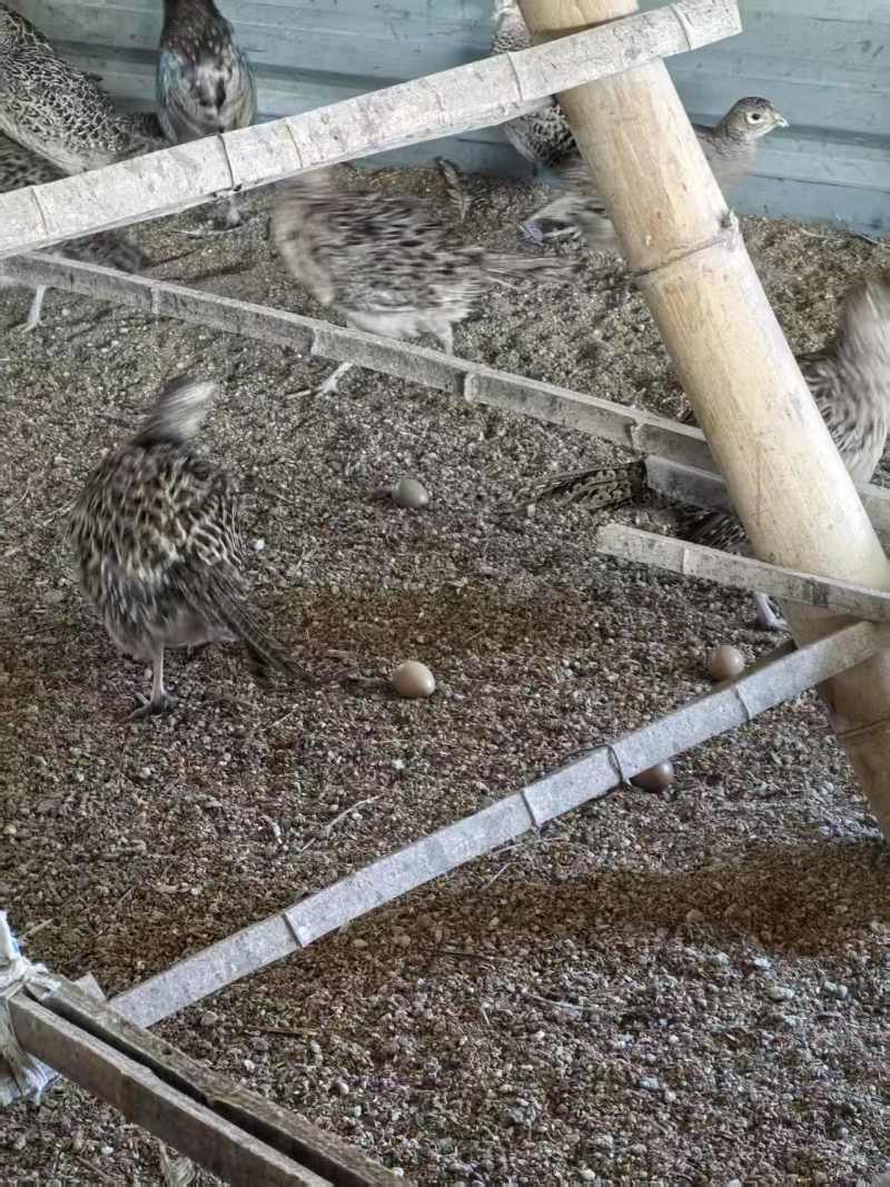 七彩山鸡蛋基地直供，量大从优，价格可谈可视频看货