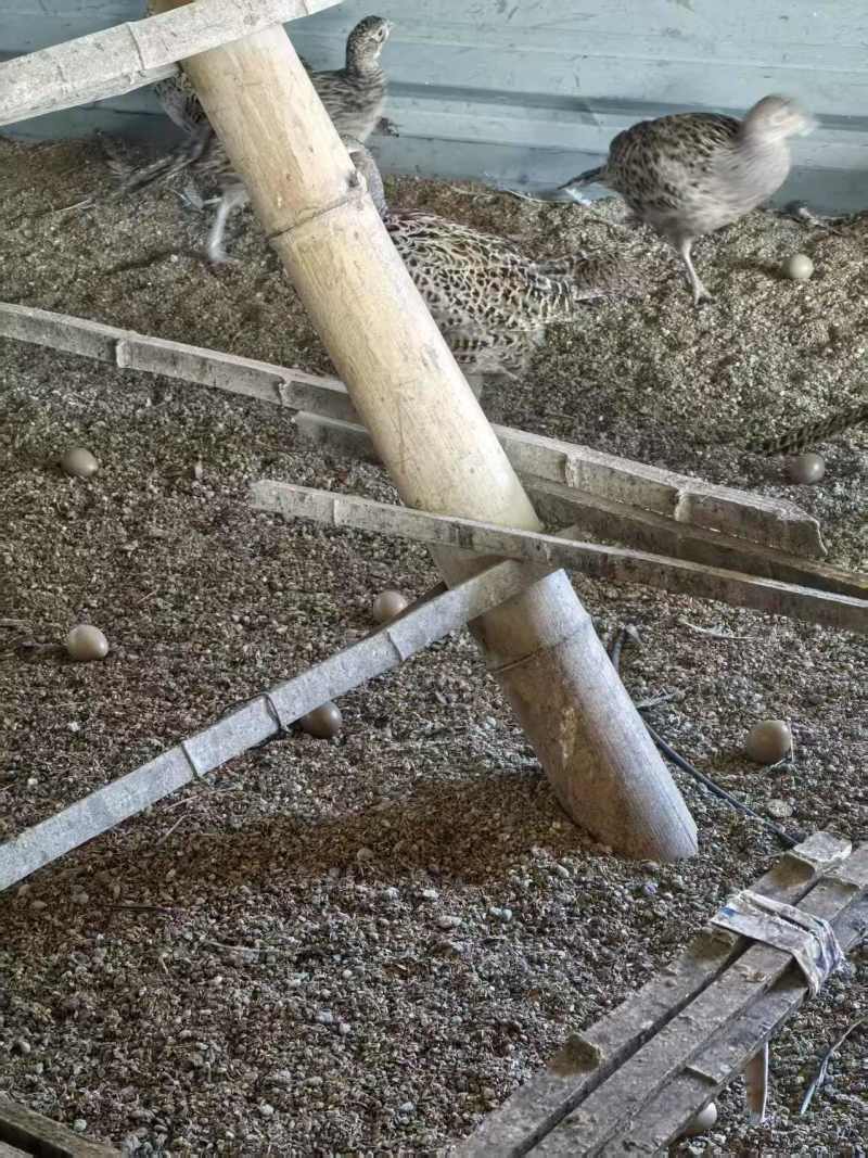 七彩山鸡蛋基地直供，量大从优，价格可谈可视频看货