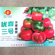 优喜三号水果番茄种子草莓口感西红柿绿肩粉果番茄种子抗病强