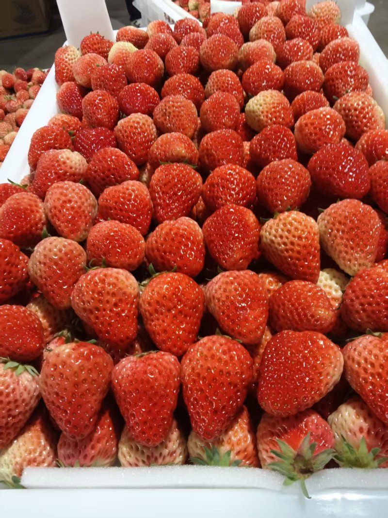 【热卖】安徽红颜草莓种植基地口感好品质优全国可发