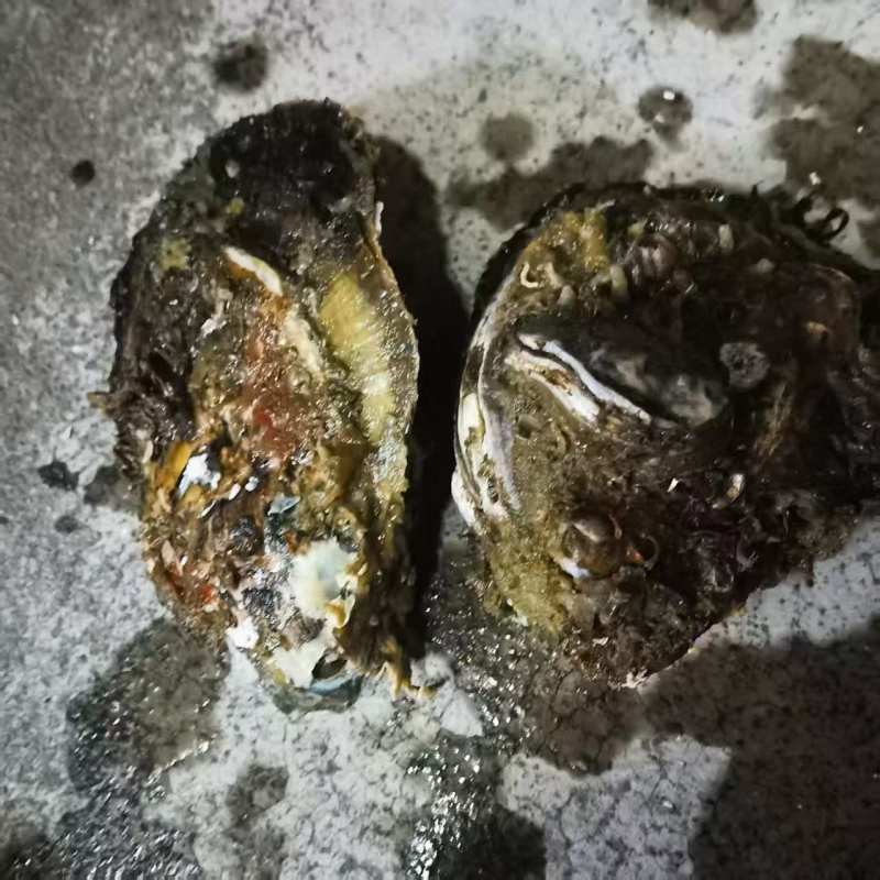 广东官渡生蚝，品质**，清甜脆口，***养殖，欢迎采购