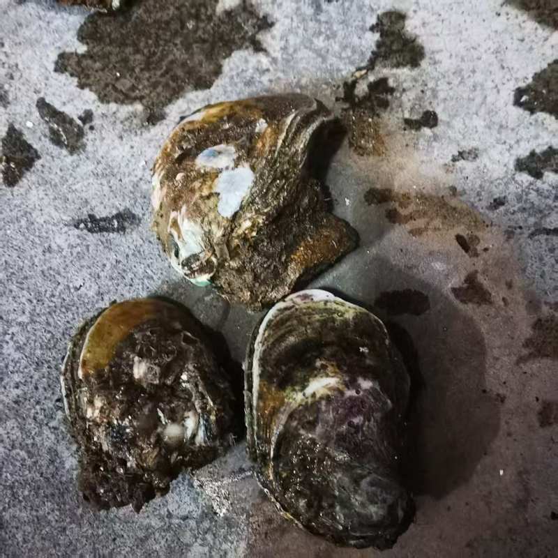 广东官渡生蚝，品质**，清甜脆口，***养殖，欢迎采购