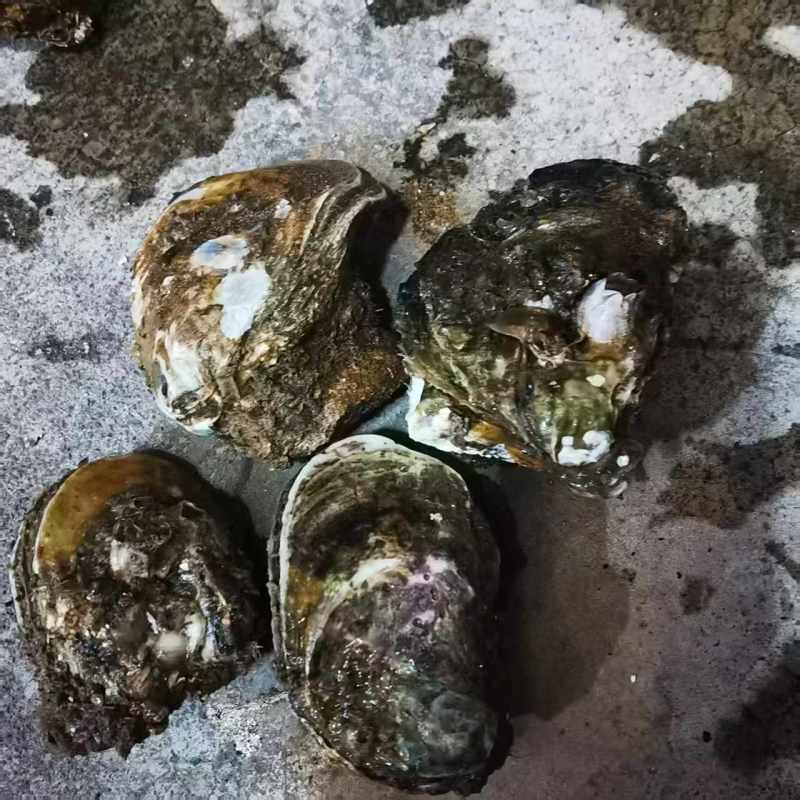 广东官渡生蚝，品质**，清甜脆口，***养殖，欢迎采购