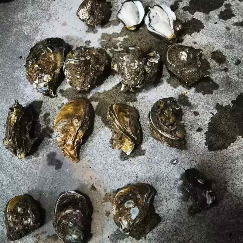 广东官渡生蚝，品质**，清甜脆口，***养殖，欢迎采购