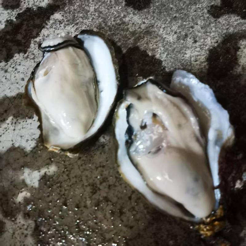 广东官渡生蚝，品质**，清甜脆口，***养殖，欢迎采购