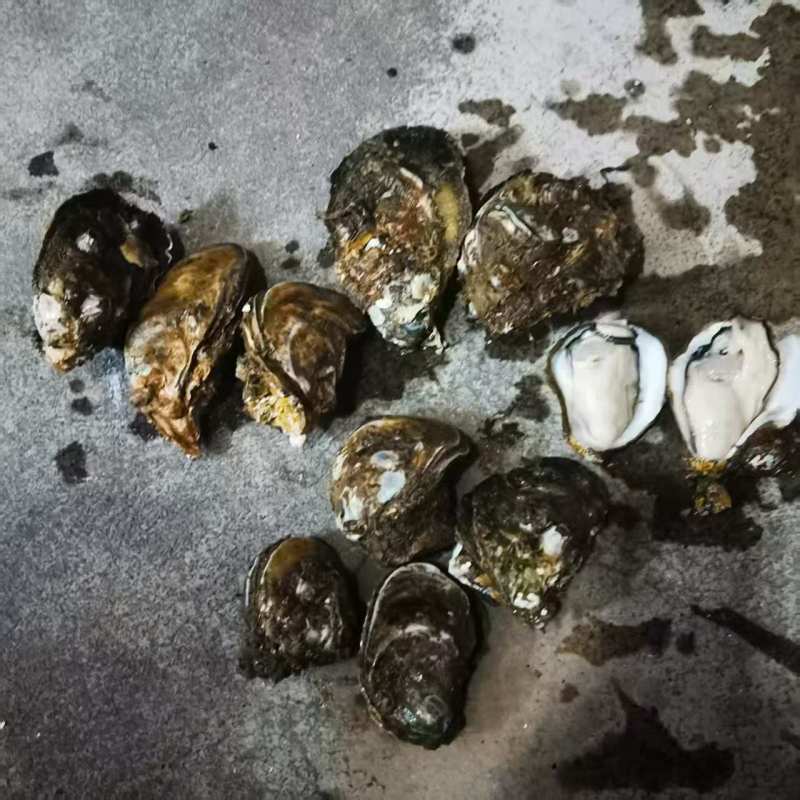 广东官渡生蚝，品质**，清甜脆口，***养殖，欢迎采购