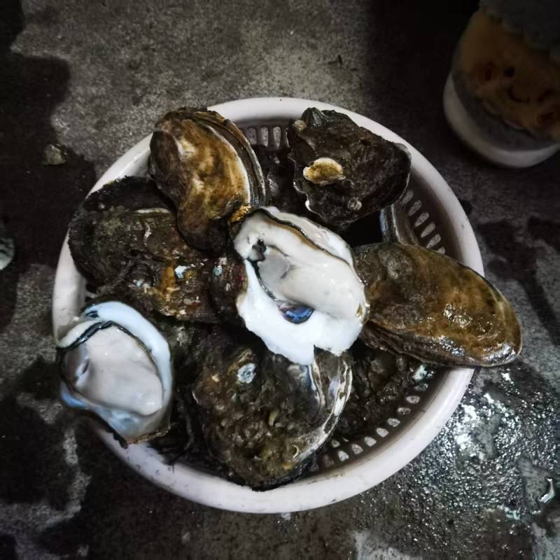 广东官渡生蚝，品质**，清甜脆口，***养殖，欢迎采购