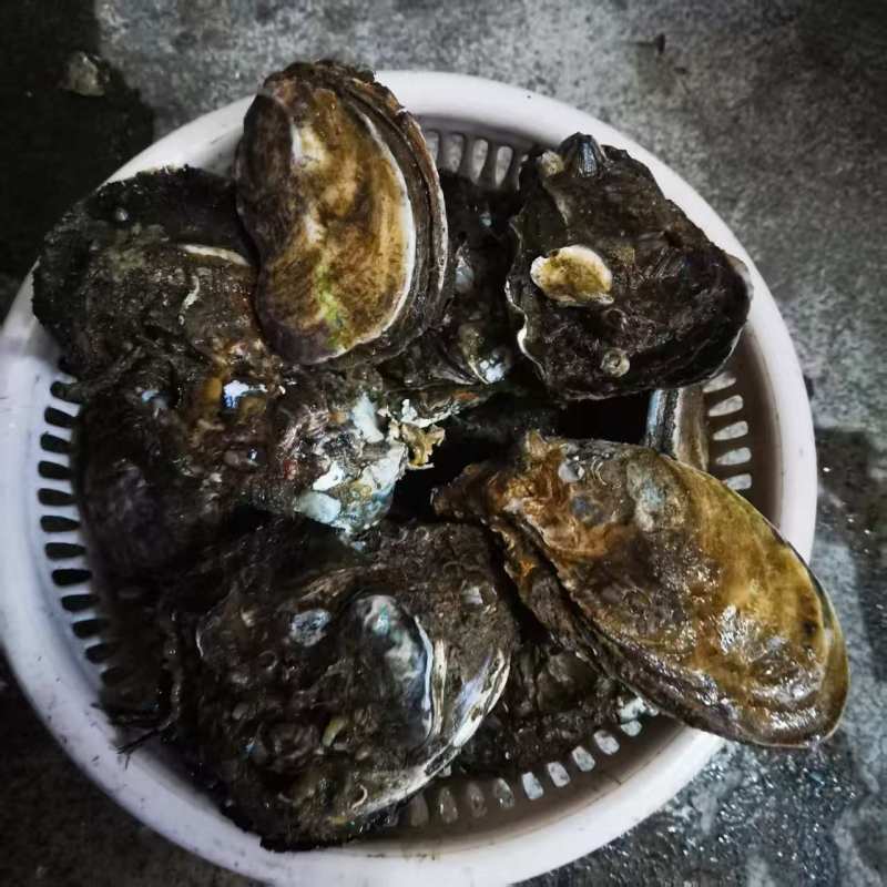 广东官渡生蚝，品质**，清甜脆口，***养殖，欢迎采购