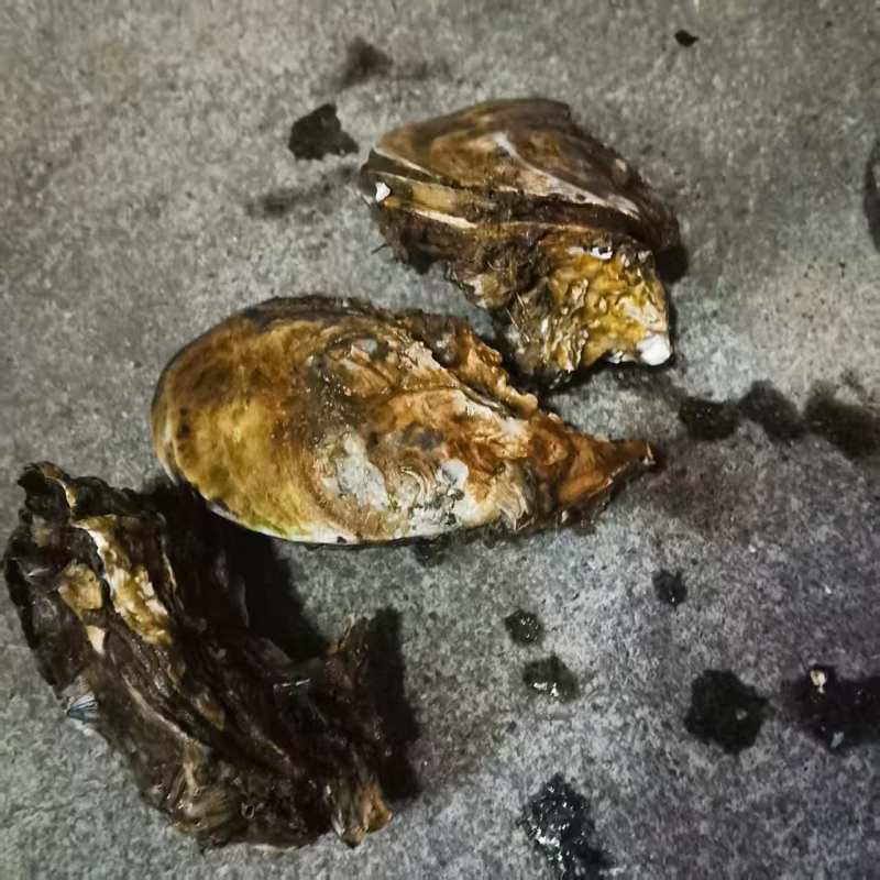 广东官渡生蚝，品质**，清甜脆口，***养殖，欢迎采购