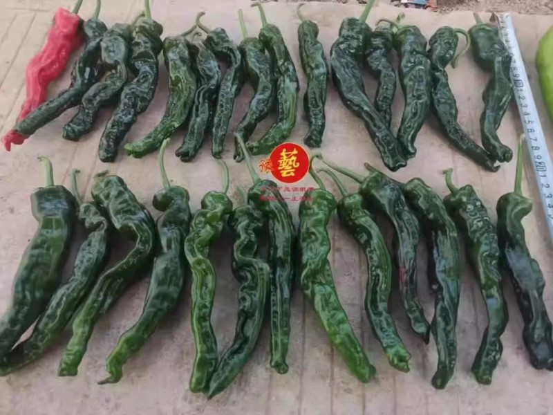 墨玉皱皱椒二号辣椒种子大果皱皮泡椒种子深绿色皮薄肉厚
