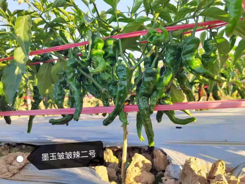 墨玉皱皱椒二号辣椒种子大果皱皮泡椒种子深绿色皮薄肉厚