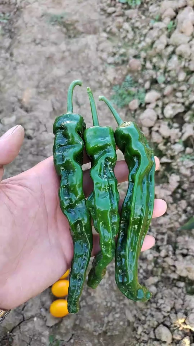 墨玉皱皱椒二号辣椒种子大果皱皮泡椒种子深绿色皮薄肉厚