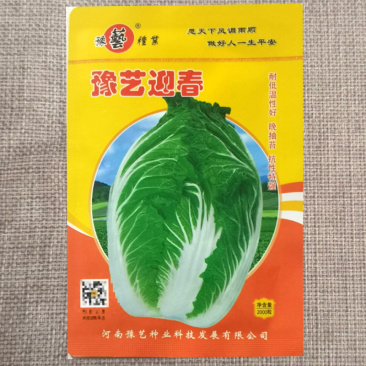 豫艺迎春大白菜种子早熟耐寒抗病耐抽苔黄心炮弹形春播大白菜