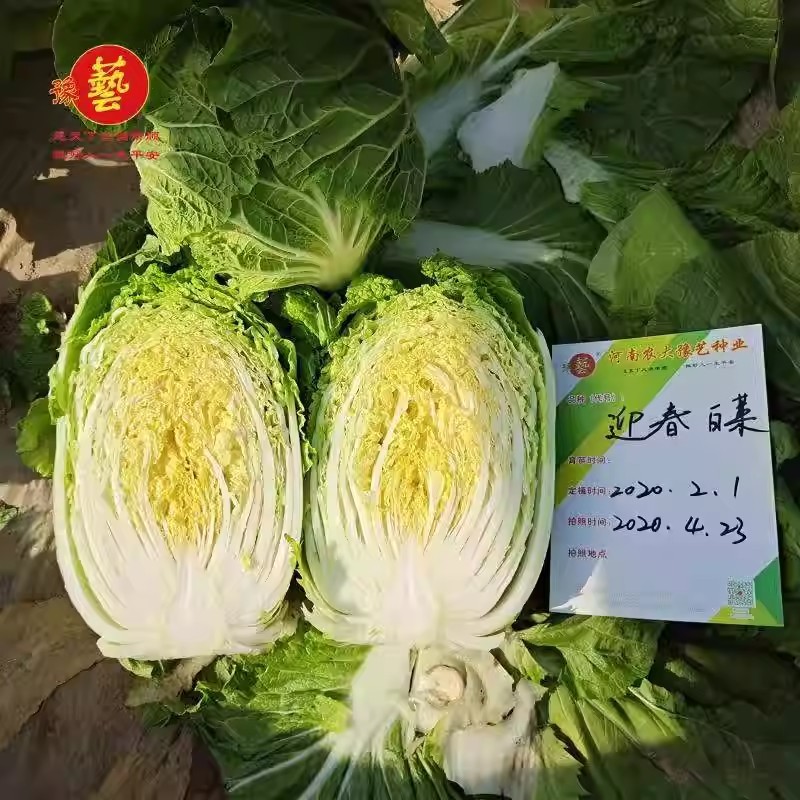 豫艺迎春大白菜种子早熟耐寒抗病耐抽苔黄心炮弹形春播大白菜