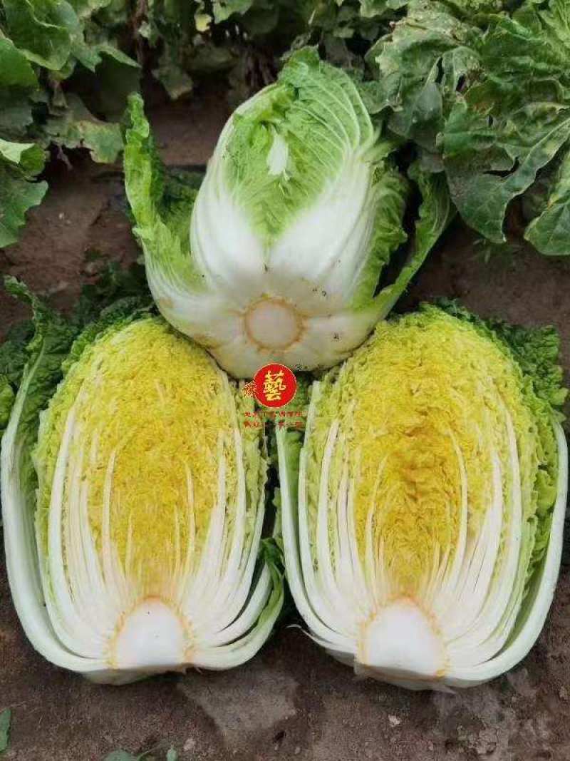 豫艺迎春大白菜种子早熟耐寒抗病耐抽苔黄心炮弹形春播大白菜