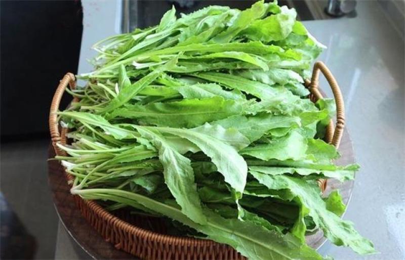 蒲公英现采现挖-产地直发-量大从优-包装可定制对接全国