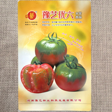 豫艺优六草莓番茄种子水果口感番茄种子绿肩果色粉亮糖度高