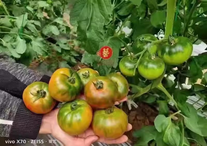 豫艺优六草莓番茄种子水果口感番茄种子绿肩果色粉亮糖度高