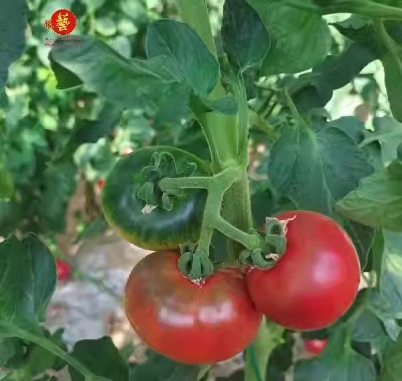 豫艺优六草莓番茄种子水果口感番茄种子绿肩果色粉亮糖度高